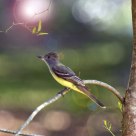 Warbler